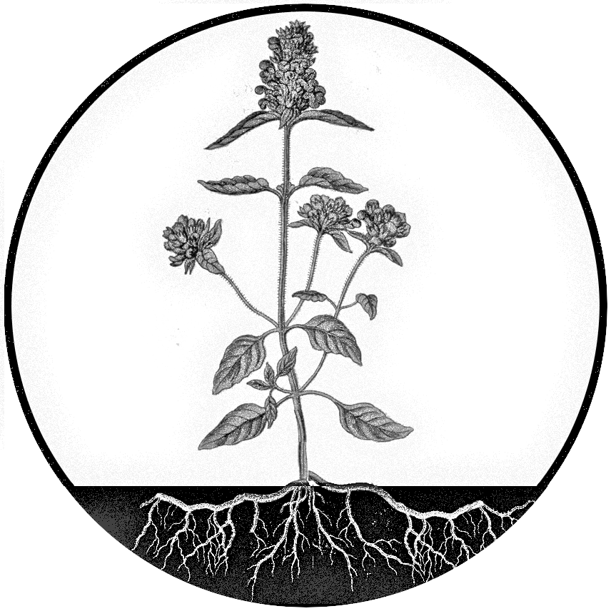 A botanical illustration of selfheal, growing into the soil, making an arc around the plant.
